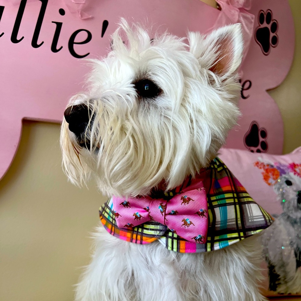 BOWTIE COLLARS